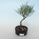 Venkovní bonsai - Tamaris parviflora Tamaryšek malolistý 408-VB2019-26799 - 1/3