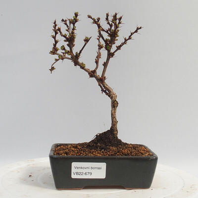 Venkovní bonsai - Berberis thunbergii Kobold - Dřištál - 1