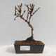Venkovní bonsai - Berberis thunbergii Kobold - Dřištál - 1/2