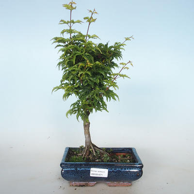 Venkovní bonsai - Acer palmatum SHISHIGASHIRA- Javor malolistý VB2020-671 - 1