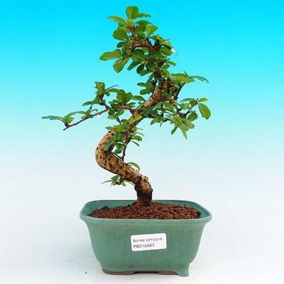 Pokojová bonsai - Carmona macrophylla PB215680 - 1