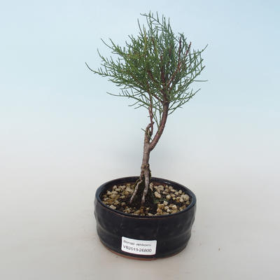 Venkovní bonsai - Tamaris parviflora Tamaryšek malolistý 408-VB2019-26800 - 1