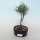 Venkovní bonsai - Tamaris parviflora Tamaryšek malolistý 408-VB2019-26800 - 1/3