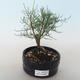 Venkovní bonsai - Tamaris parviflora Tamaryšek malolistý 408-VB2019-26801 - 1/3