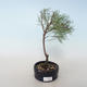 Venkovní bonsai - Tamaris parviflora Tamaryšek malolistý 408-VB2019-26802 - 1/3