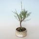 Venkovní bonsai - Tamaris parviflora Tamaryšek malolistý 408-VB2019-26803 - 1/3