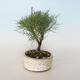 Venkovní bonsai - Tamaris parviflora Tamaryšek malolistý 408-VB2019-26804 - 1/3