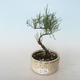 Venkovní bonsai - Tamaris parviflora Tamaryšek malolistý 408-VB2019-26805 - 1/3