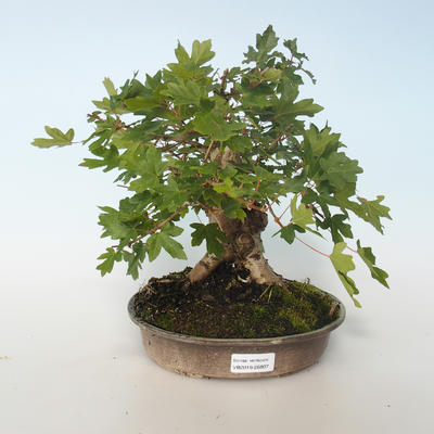 Venkovní bonsai-Acer campestre-Javor babyka 408-VB2019-26807 - 1