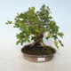 Venkovní bonsai-Acer campestre-Javor babyka 408-VB2019-26807 - 1/5