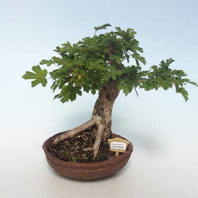 Venkovní bonsai-Acer campestre-Javor babyka 408-VB2019-26808 - 1