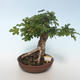 Venkovní bonsai-Acer campestre-Javor babyka 408-VB2019-26808 - 1/3