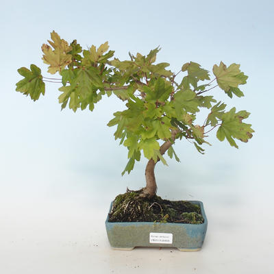 Venkovní bonsai-Acer campestre-Javor babyka 408-VB2019-26809