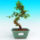 Pokojová bonsai - Carmona macrophylla PB215680 - 1/5