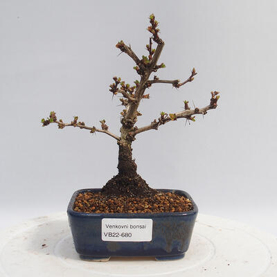 Venkovní bonsai - Berberis thunbergii Kobold - Dřištál - 1