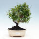 Pokojová bonsai-PUNICA granatum nana-Granátové jablko - 1/6