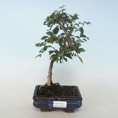 Venkovní bonsai-Ulmus parvifolia-Malolistý jilm 408-VB2019-26812