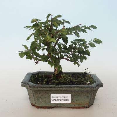 Venkovní bonsai-Ulmus parvifolia-Malolistý jilm 408-VB2019-26813