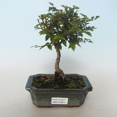Venkovní bonsai-Ulmus parvifolia-Malolistý jilm 408-VB2019-26814