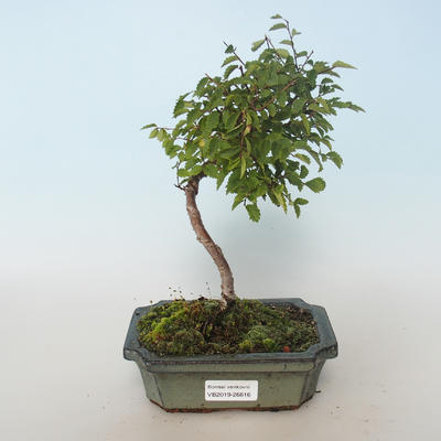 Venkovní bonsai-Ulmus parvifolia-Malolistý jilm 408-VB2019-26816