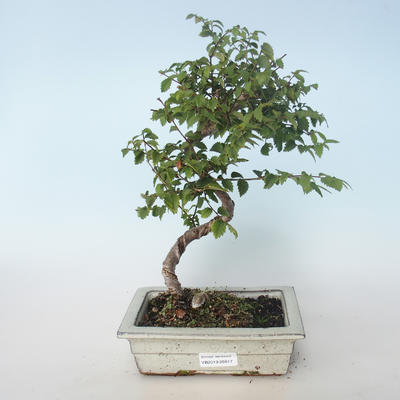 Venkovní bonsai-Ulmus parvifolia-Malolistý jilm 408-VB2019-26817