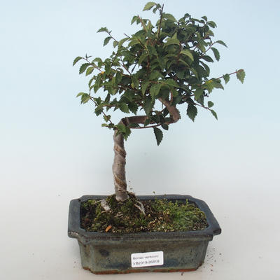 Venkovní bonsai-Ulmus parvifolia-Malolistý jilm 408-VB2019-26818