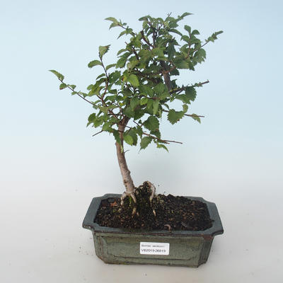 Venkovní bonsai-Ulmus parvifolia-Malolistý jilm 408-VB2019-26819