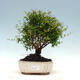 Izbová bonsai-Punic granatum nana-Granátové jablko - 1/6