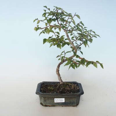 Venkovní bonsai-Ulmus parvifolia-Malolistý jilm 408-VB2019-26820