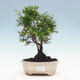Pokojová bonsai-PUNICA granatum nana-Granátové jablko - 1/6