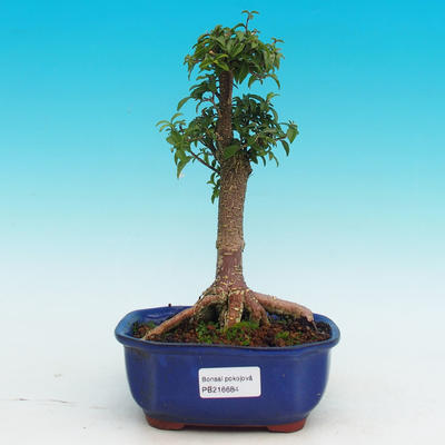 Pokojová bonsai - Barbdorská třešeň PB216684 - 1