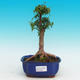Pokojová bonsai - Barbdorská třešeň PB216684 - 1/3