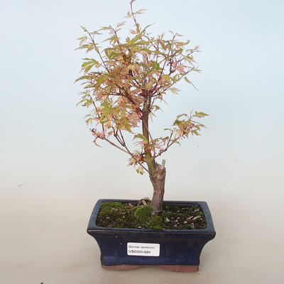 Venkovní bonsai -Javor dlanitolistý Acer palmatum Butterfly VB2020-684 - 1