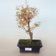 Venkovní bonsai -Javor dlanitolistý Acer palmatum Butterfly VB2020-684 - 1/2