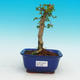 Pokojová bonsai - Barbdorská třešeň PB216685 - 1/3