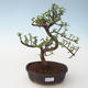 Pokojová bonsai - Portulakaria Afra - Tlustice PB2191685 - 1/2