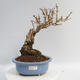 Venkovní bonsai - Zlatice - Forsythia intermedia Week End - 1/5