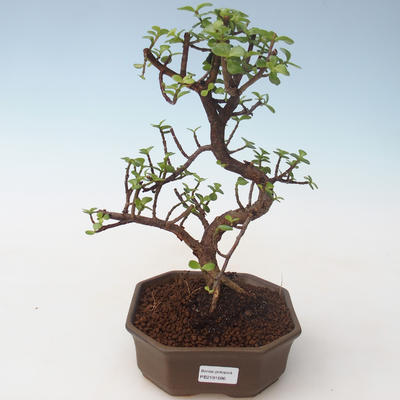 Pokojová bonsai - Portulakaria Afra - Tlustice PB2191686 - 1