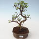 Pokojová bonsai - Portulakaria Afra - Tlustice PB2191686 - 1/2