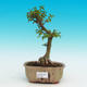 Pokojová bonsai - Barbdorská třešeň PB216687 - 1/3