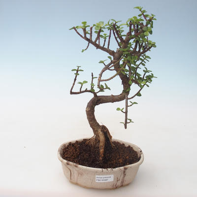 Pokojová bonsai - Portulakaria Afra - Tlustice PB2191687 - 1