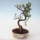 Pokojová bonsai - Portulakaria Afra - Tlustice PB2191687 - 1/2