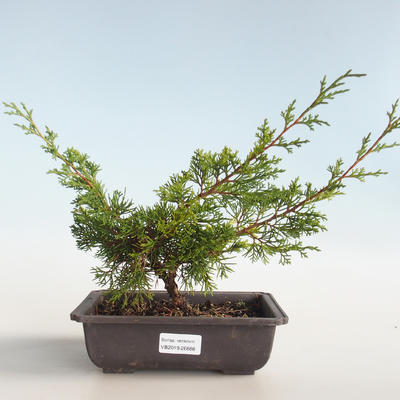 Venkovní bonsai - Juniperus chinensis Itoigava-Jalovec čínský VB2019-26888 - 1