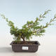 Venkovní bonsai - Juniperus chinensis Itoigava-Jalovec čínský VB2019-26888 - 1/3