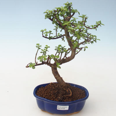 Pokojová bonsai - Portulakaria Afra - Tlustice PB2191688 - 1