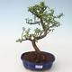 Pokojová bonsai - Portulakaria Afra - Tlustice PB2191688 - 1/2