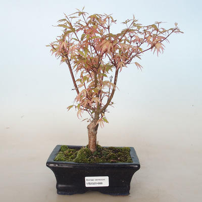 Venkovní bonsai -Javor dlanitolistý Acer palmatum Butterfly VB2020-688 - 1