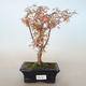 Venkovní bonsai -Javor dlanitolistý Acer palmatum Butterfly VB2020-688 - 1/2