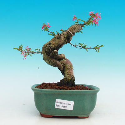 Pokojová bonsai - Barbdorská třešeň PB216689 - 1