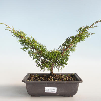 Venkovní bonsai - Juniperus chinensis Itoigava-Jalovec čínský VB2019-26893 - 1